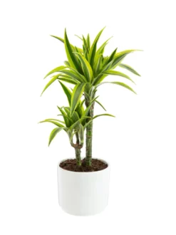 Dracaena Lemon Lime 2 pieds botanic®. Le pot de Ø 21 cm