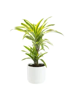 Dracaena Lemon Lime 2 pieds botanic®. Le pot de Ø 21 cm