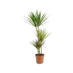 Dracaena marginata carnaval 3 pieds. Le pot de Ø 21 x H 15 cm