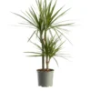 Dracaena marginata (Dragonnier de Madagascar) vert. Le pot Ø 21 cm