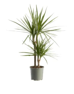 Dracaena marginata (Dragonnier de Madagascar) vert. Le pot Ø 21 cm