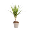 Dracaena Marginata. Le pot Ø 12 cm