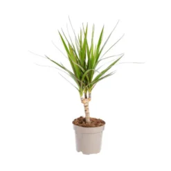 Dracaena Marginata. Le pot Ø 12 cm