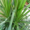Dracaena marginata. Le pot de Ø 27 cm, forme ramifiée