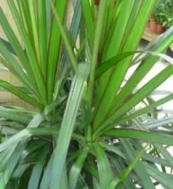 Dracaena marginata. Le pot de Ø 27 cm, forme ramifiée