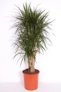Dracaena marginata. Le pot de Ø 27 cm, forme ramifiée