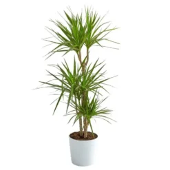 Dracaena marginata 3 pieds. Le pot Ø 21 cm