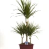 Dracaena marginata 7 pieds. Le pot de Ø 31 x H 160 cm, forme carrousel