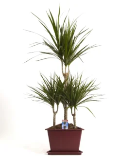 Dracaena marginata 7 pieds. Le pot de Ø 31 x H 160 cm, forme carrousel