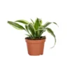 Dracaena Plante Baby en pot Ø 5/6 cm