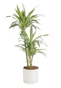 Dracaena Warneckei 3 pieds vert en pot blanc émaillé botanic®. Le pot Ø 24 cm
