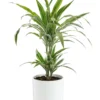Dracaena Warnekei 2 pieds botanic®. Le pot de Ø 21 cm