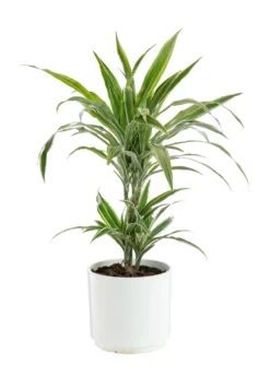 Dracaena Warnekei 2 pieds botanic®. Le pot de Ø 21 cm
