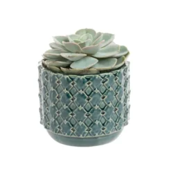 Echeveria + cache-pot céramique, Ø12 cm