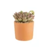 Echeveria mix pot terre cuite Ø10xH15 cm