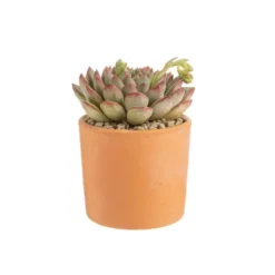 Echeveria mix pot terre cuite Ø10xH15 cm