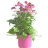 Echinacea Purpurea - Le pot de 3 litres
