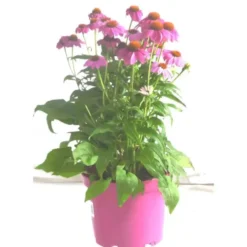 Echinacea Purpurea - Le pot de 3 litres