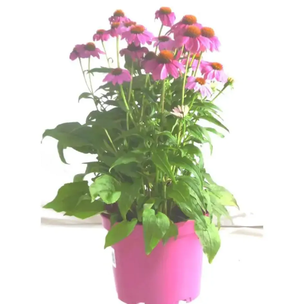 Echinacea Purpurea - Le pot de 3 litres