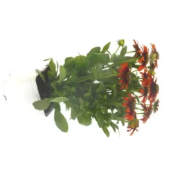 Echinacea Purpurea - Le pot de 3 litres