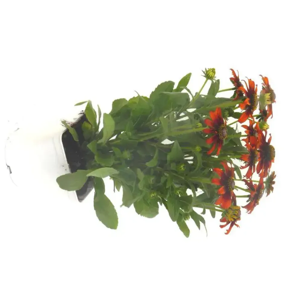 Echinacea Purpurea - Le pot de 3 litres