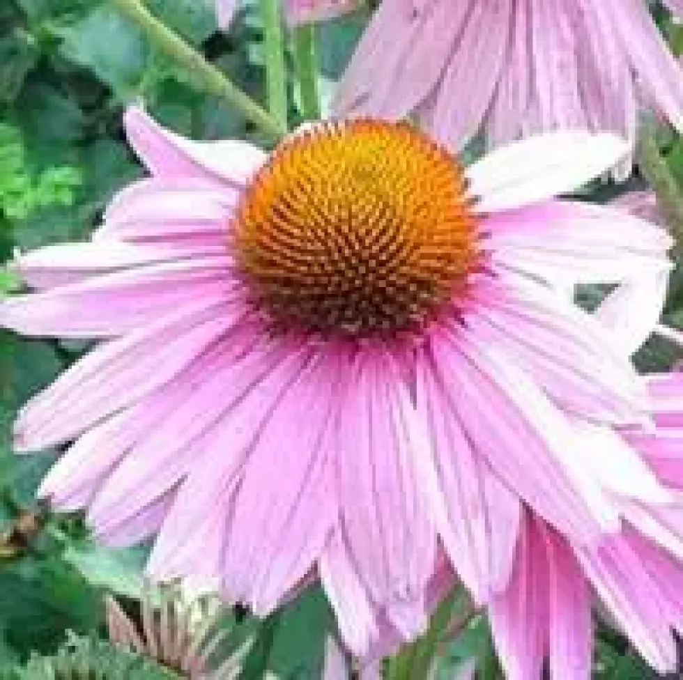 Echinacea Purpurea - Le pot de 4 litres