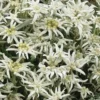 Edelweiss Vroni - La jardinière de 40 cm