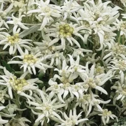 Edelweiss Vroni - La jardinière de 40 cm