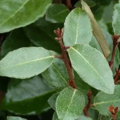 Elaeagnus Ebbingei (Chalef d’Ebbing) en pot de 3 L argent