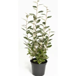 Elaeagnus Ebbingei ou Olivier de Bohême argent ½ Tige en pot de 18 L