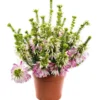 Erica Colorans - Le pot de 1 litre