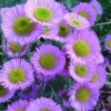 Erigeron Glaucus - Le pot de 2 litres