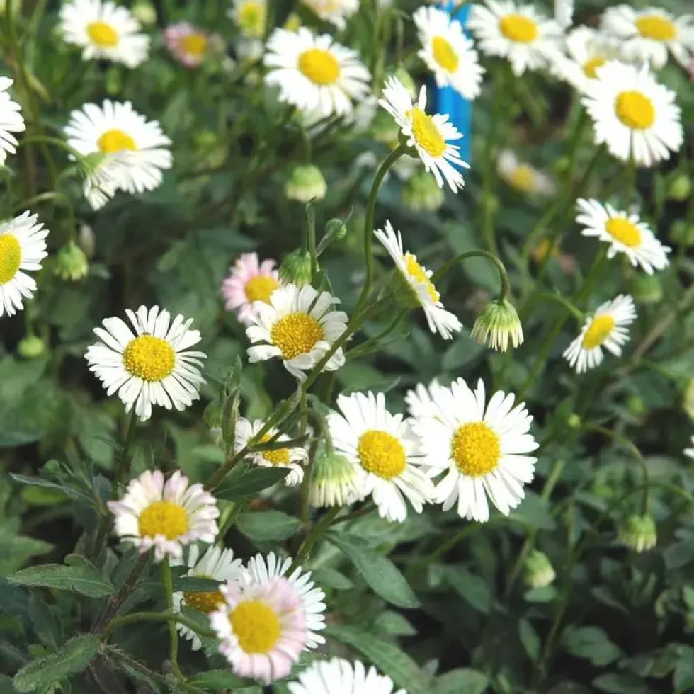 Erigeron - Le pot de 10.5 cm