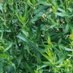 Estragon Bio. Le pot de 1 litre