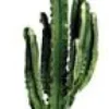 Euphorbia Erythrea botanic®. Le pot de Ø 25 cm