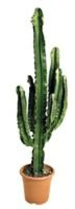 Euphorbia Erythrea botanic®. Le pot de Ø 25 cm
