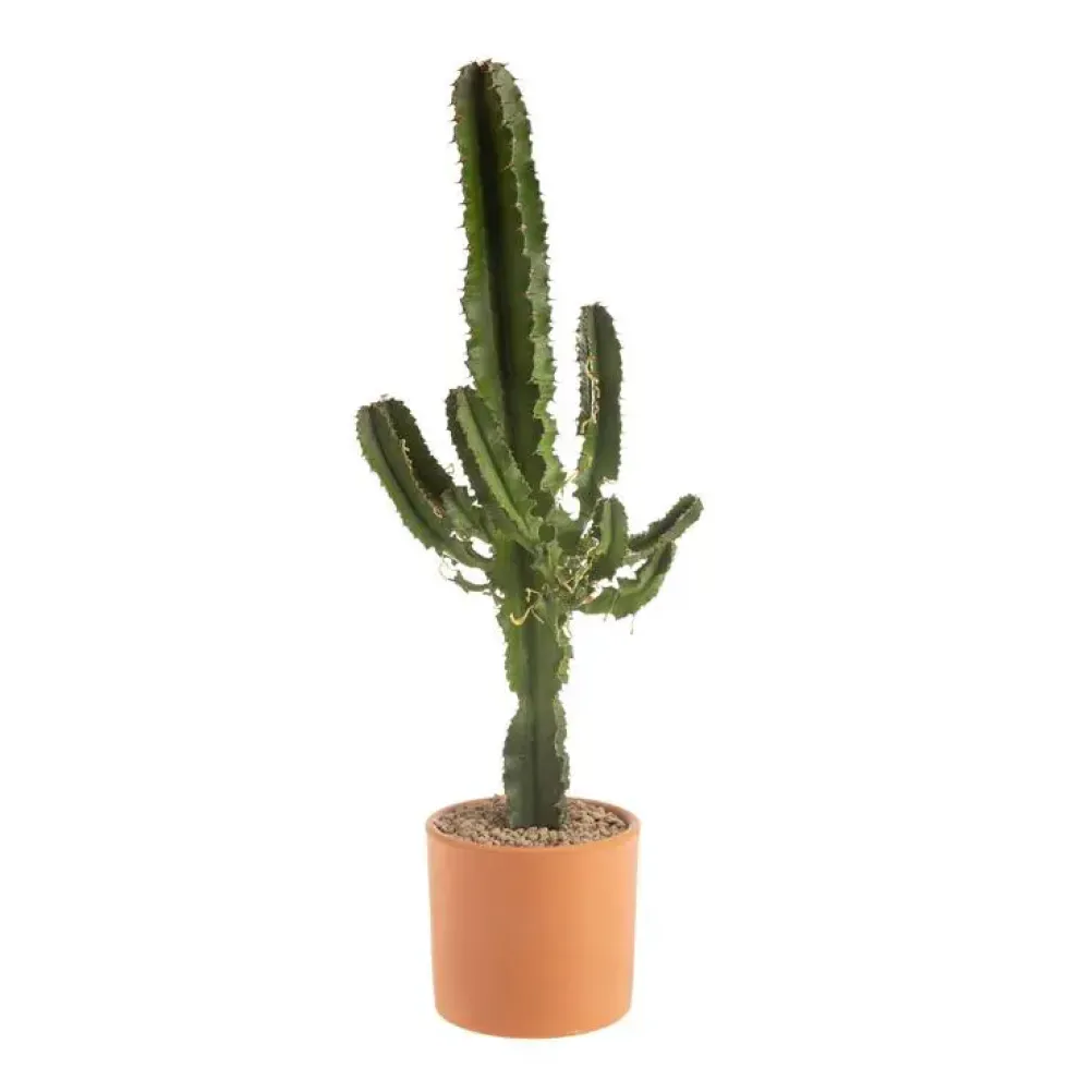 Euphorbia Erythrea en pot de terre cuite Ø 20 cm
