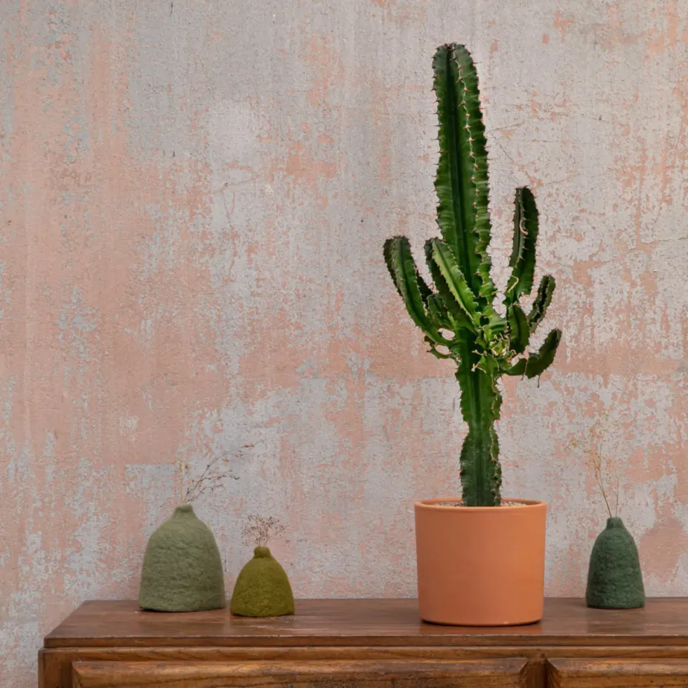 Euphorbia Erythrea en pot de terre cuite Ø 20 cm