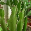 Euphorbia Erythrea. Le pot de Ø 24 cm
