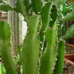 Euphorbia Erythrea. Le pot de Ø 24 cm