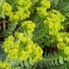 Euphorbia Erythrea. Le pot de Ø 17 x H 60 cm