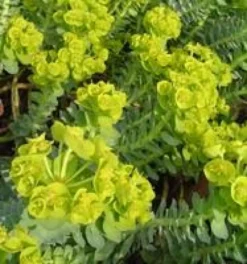 Euphorbia Erythrea. Le pot de Ø 17 x H 60 cm
