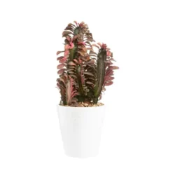 Euphorbia hermentiana rubra en pot blanc émaillé H 10 x Ø 15 cm