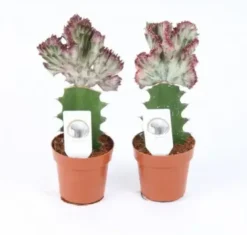 Euphorbia Lactea rouge. Le pot de 8,5 x H 20 cm