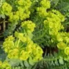 Euphorbia milii avec cache pot Ø 6 cm