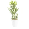 Euphorbia tirucalli en pot blanc émaillé H 20 x Ø 15 cm.