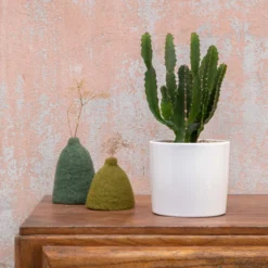 Euphorbia triangularis en pot blanc émaillé H 10 x Ø 15 cm