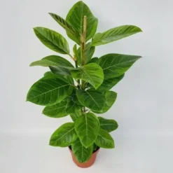 Ficus Altissima. Le pot de Ø 21 x H 90 cm