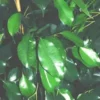 Ficus Benjamina Danielle pot Ø14xH60 cm