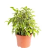 Ficus benjamina Kinky multicolore. Le pot Ø 12 cm